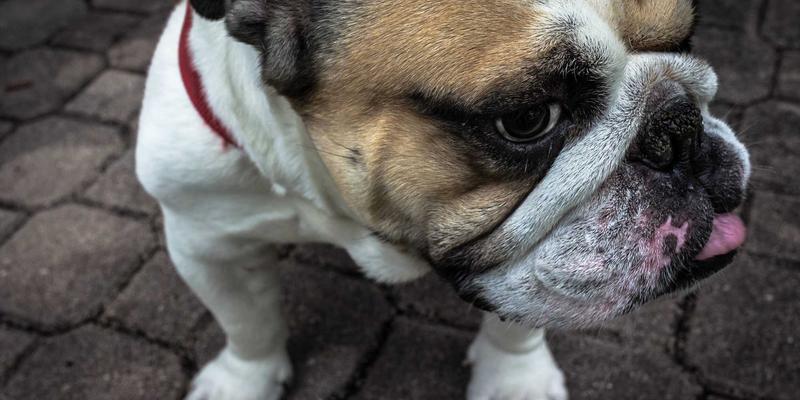 智利葡萄酒文化探索：深度对比品鉴鲁多维斯塔与名庄的风格差异