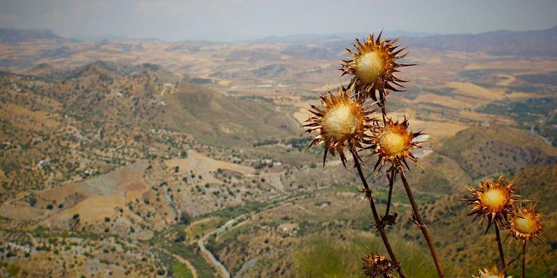 鲁多维斯塔旅游攻略：探秘安第斯山雪水与精准滴灌的千年灌溉智慧